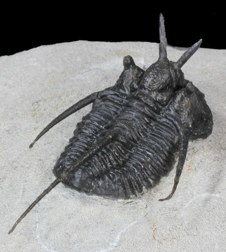 Devil Horned Cyphaspis Walteri Trilobite - #39778